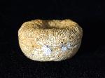Cycloseris cyclolites (LAMARCK 1815) - Bild © FossNet FossilienStore